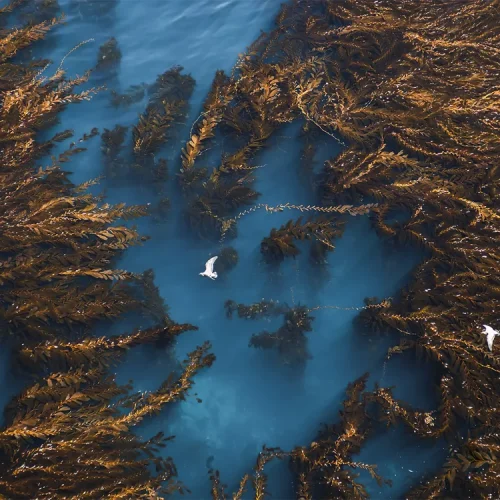0_main_birdseye-kelp_web.jpg