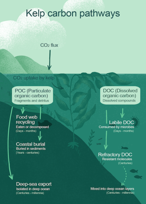 kelp2 copy